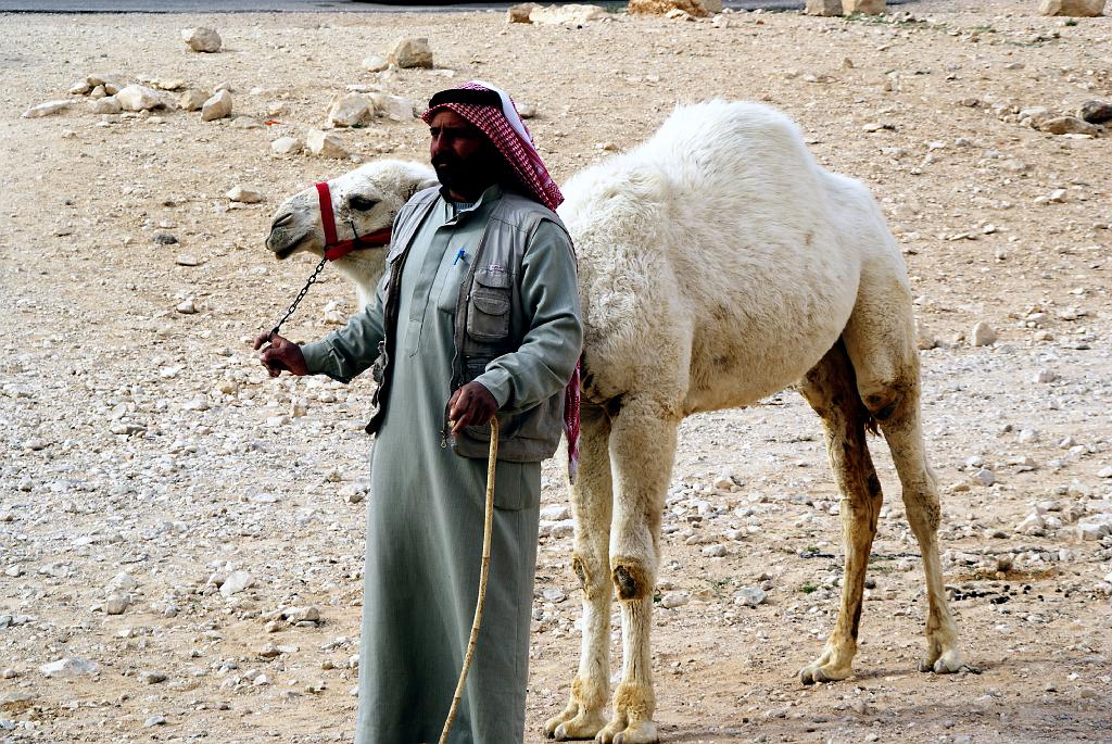 80 Cammelliere a Palmira.JPG